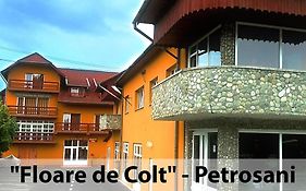 Floare de Colt Petrosani